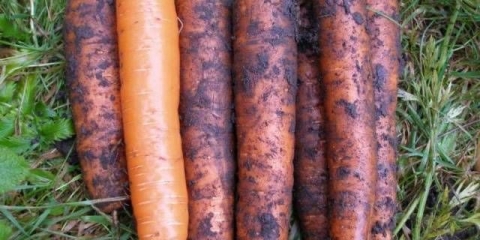 Šargarepa natalia f1